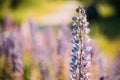 Bush Of Wild Flowers Lupine In Summer Field Meadow At Sunset Sunrise. Lupinus, Commonly Known As Lupin Or Lupine, Is A Royalty Free Stock Photo