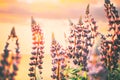 Bush Of Wild Flowers Lupine In Summer Field Meadow At Sunset Sunrise. Lupinus, Commonly Known As Lupin Or Lupine, Is A Royalty Free Stock Photo