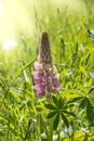 Bush Of Wild Flowers Lupine In Summer Field Meadow At Sunset Sunrise. Lupinus, Commonly Known As Lupin Or Lupine, Is A Genus Of Royalty Free Stock Photo