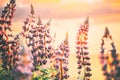 Bush Of Wild Flowers Lupine In Summer Field Meadow At Sunset Sunrise. Lupinus, Commonly Known As Lupin Or Lupine, Is A Royalty Free Stock Photo