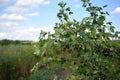 Bush of wild golden currants with berries