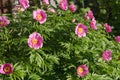 Bush of a wild pink simple peony of Maryin root lat. Paeonia anomala blooms in the garden