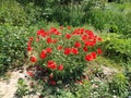 Bush of wild red poppies. Beautiful wildflowers. Blurred background. Poppy field. Delicate poppy petals glisten in the