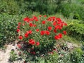 Bush of wild red poppies. Beautiful wildflowers. Blurred background. Poppy field. Delicate petals of poppies. Bright flora