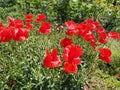 Bush of wild red poppies. Beautiful wildflowers. Blurred background. Poppy field. Delicate poppy petals glisten in the sunlight