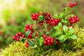Bush of ripe cowberry in a forest