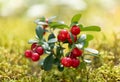 Bush of wild ripe cowberry in a forest