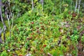 Bush of wild ripe cowberry in a forest. Lingonberry with green leaves, red berries at the forest. Wild lingonberry or cowberry.