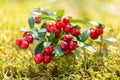 Bush of wild ripe cowberry or lingonberry in a forest