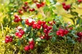 Bush of wild ripe cowberry or lingonberry in a forest