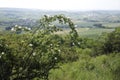 A bush of wild roses in the hill country of Lower Austria