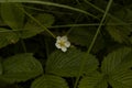 Bush of wild strawberries in the forest. Green strawberries and white flowers on a wild meadow, close-up Royalty Free Stock Photo