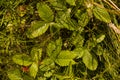 Bush of wild strawberries in the forest. Green strawberries and white flowers on a wild meadow, close-up Royalty Free Stock Photo