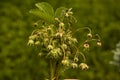 Bush of wild strawberries in the forest. Green strawberries and white flowers on a wild meadow, close-up Royalty Free Stock Photo