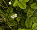 Bush of wild strawberries in the forest. Green strawberries and white flowers on a wild meadow, close-up Royalty Free Stock Photo