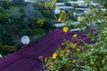 Bush of wild sunflower bloom in yellow, colorful scene in Da Lat, Vietnam