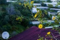 Bush of wild sunflower bloom in yellow, colorful scene in Da Lat, Vietnam