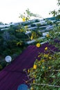 Bush of wild sunflower bloom in yellow, colorful scene in Da Lat, Vietnam