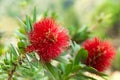 Bush willow or Combretum erythrophyllum (Burchell) Sonder.