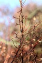 Bush winterseason spring season stick Royalty Free Stock Photo