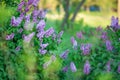 Bush of wonderfull full of delicious scent flowers lilac purple and blue colour.