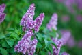 Bush of wonderfull full of delicious scent flowers lilac purple and blue colour.