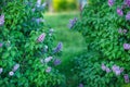 Bush of wonderfull full of delicious scent flowers lilac purple and blue colour.