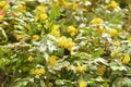 Bush with yellow blossoms Royalty Free Stock Photo