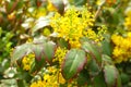Bush with yellow blossoms Royalty Free Stock Photo