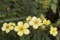 Bush yellow cinquefoil