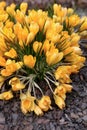 A bush of yellow crocuses blooms in the garden in spring.Thickening of planting plants. Garden maintenance