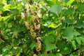 A bush of yellow currant with brushes of juicy ripe berries on the infield