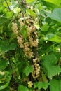 A bush of yellow currant with brushes of juicy ripe berries on the infield