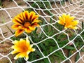 Yellow flower Gazania rigens Royalty Free Stock Photo