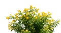 Bush yellow flower with on isolated white background.