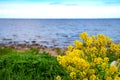 A bush of yellow flowers against the background of the blue Baltic Sea. Gulf of Finland. Mountain sea shore flower bush landscape.