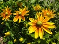 A bush of yellow flowers rudbeckia hirta or black eyed susan Royalty Free Stock Photo