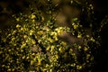 Bush with yellow flowers. Shallow depth of field. tinted