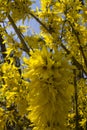 Bush yellow forsythia close - up against the blue sky in the spring Royalty Free Stock Photo