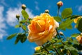 Bush yellow garden roses Golden Celebration against blue sky