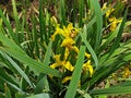 A bush yellow Iris pseudacorus flower