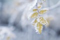 Bush yellow leaves covered with rime