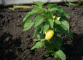 Bush of yellow pepper and ripe fruit sort of a fountain on the b