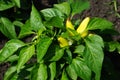 Bush of yellow pepper and ripe fruit sort of a fountain on the b