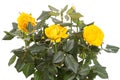 Bush yellow roses