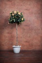 Bush of yellow roses in a vase