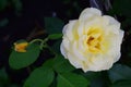 Bush of yellow white roses, yellow rose closeup Royalty Free Stock Photo