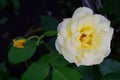 Bush of yellow white roses, yellow rose closeup Royalty Free Stock Photo