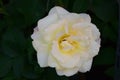 Bush of yellow white roses, yellow rose closeup Royalty Free Stock Photo