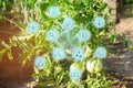 bush young green tomato growing on branches. farming, agriculture, vegetables, eco-friendly agricultural products, agroindustry